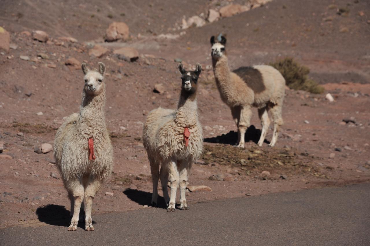 Ckamur Atacama Ethno Lodge & Spa Сан-Педро-де-Атакама Екстер'єр фото